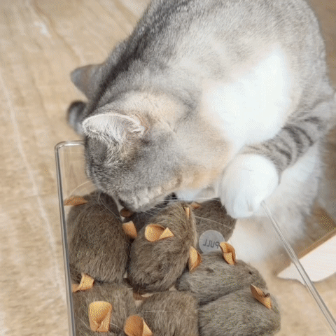 Cat Mouse Toy