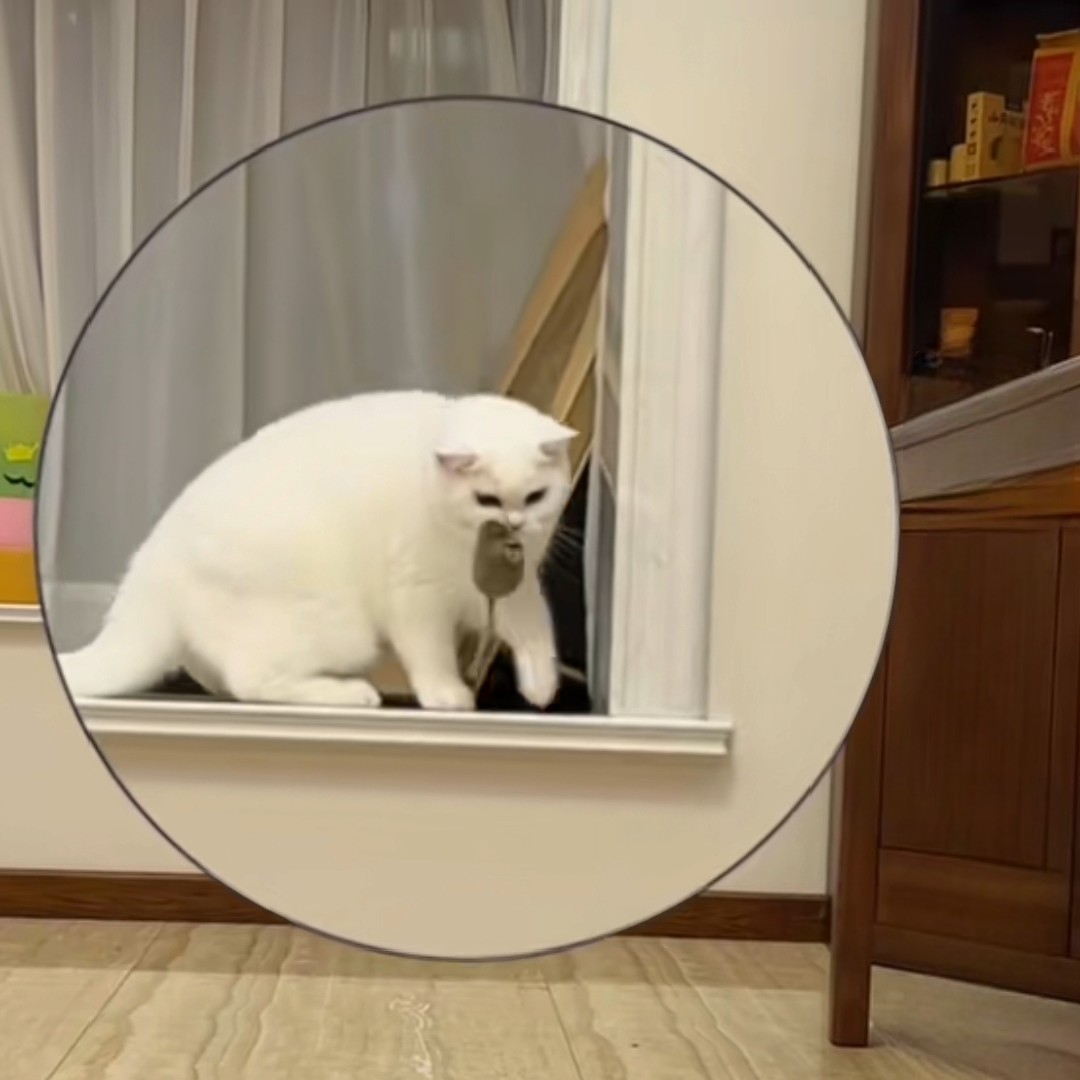 Cat Mouse Toy