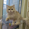 Cat Window Hanging Perch Bed YourCatGoodies