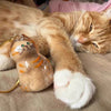 Transparent Cat Hair Storage Keychain
