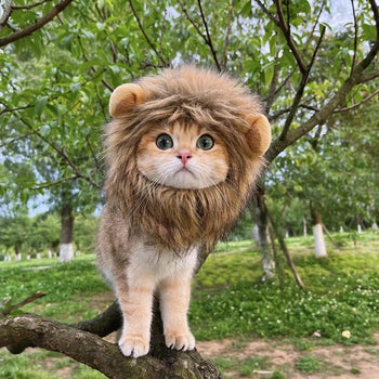 Cute Lion Cat Wig Costume WigglyTailNeeds