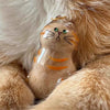 Transparent Cat Hair Storage Keychain