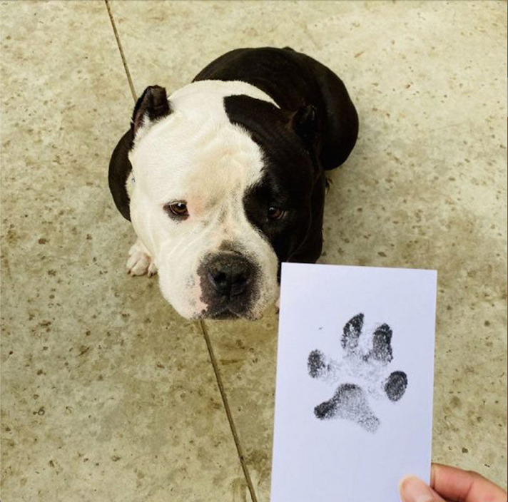 Paw Print Stamp YourCatGoodies