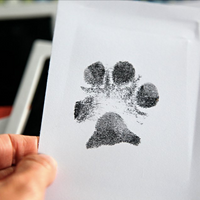 Paw Print Stamp YourCatGoodies