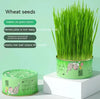 Cat Grass Cup YourCatGoodies