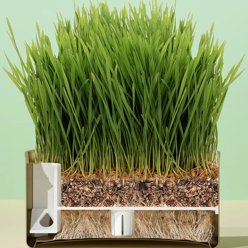 Cat Grass Cup YourCatGoodies