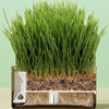 Cat Grass Cup YourCatGoodies