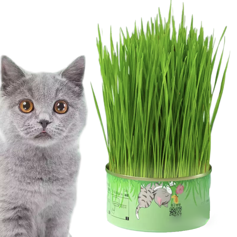 Cat Grass Cup YourCatGoodies