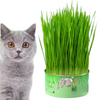 Cat Grass Cup YourCatGoodies