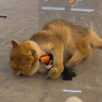 Flapping Bird Cat Toy