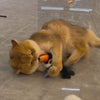 Load and play video in Gallery viewer, Flapping Bird Cat Toy