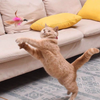 Cat Toys Feather Collar Self-healing YourCatGoodies