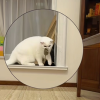 Cat Mouse Toy