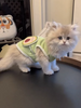 Avocado Summer Cool Vest YourCatGoodies