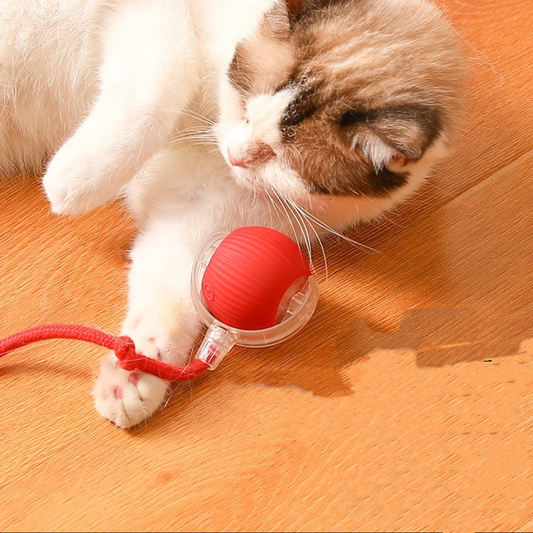 Cat playing with red interactive ball toy on wooden floor